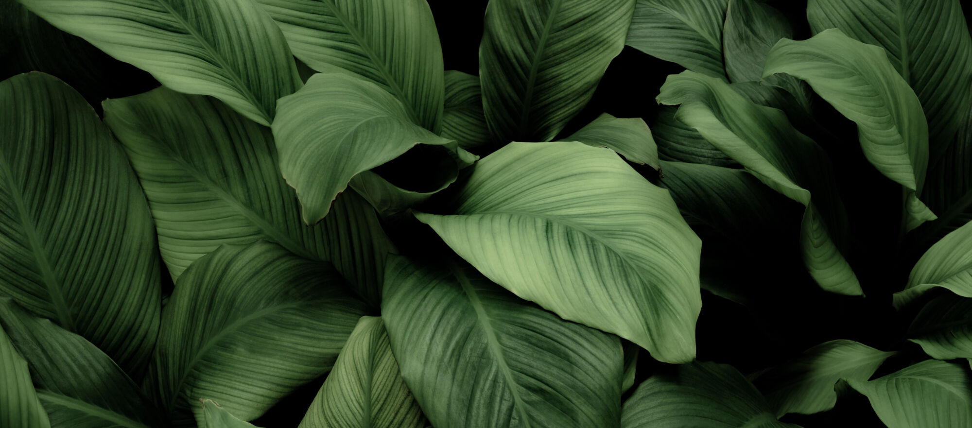 VERT | Ils'invest L’Art du Choix des Couleurs en Décoration d’Intérieur : Exprimer des Émotions et des Sensations Riedisheim 1